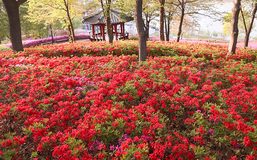 시흥시 오난산전망공원