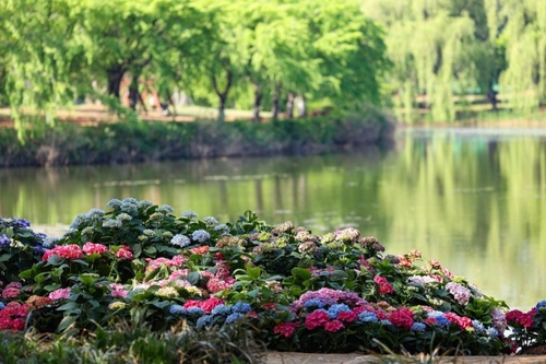 2026고양국제꽃박람회 1억송이 '꽃의 향연'