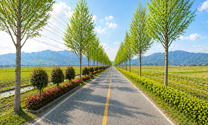 진도군, '2026년 진도 명품가로수길 조성사업' 본격 추진