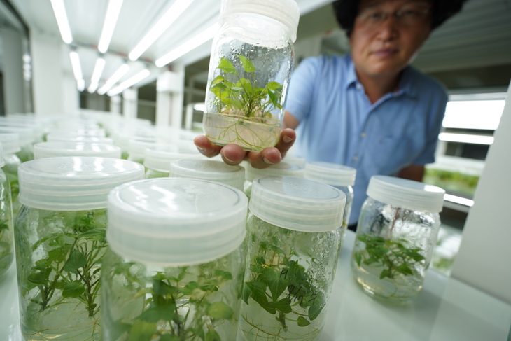 해남군, 국내 육성 품종'호풍미'재배면적 크게 확대