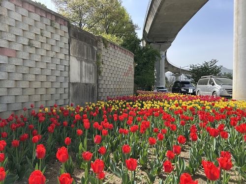 의정부시 하천 불법 경작지 튤립 정원으로 조성