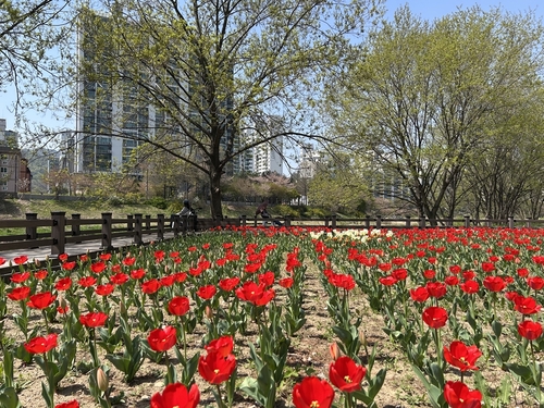 의정부시 하천 불법 경작지 튤립 정원으로 조성