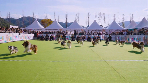포천시 '2025 포천 펫스타' 개최 현장