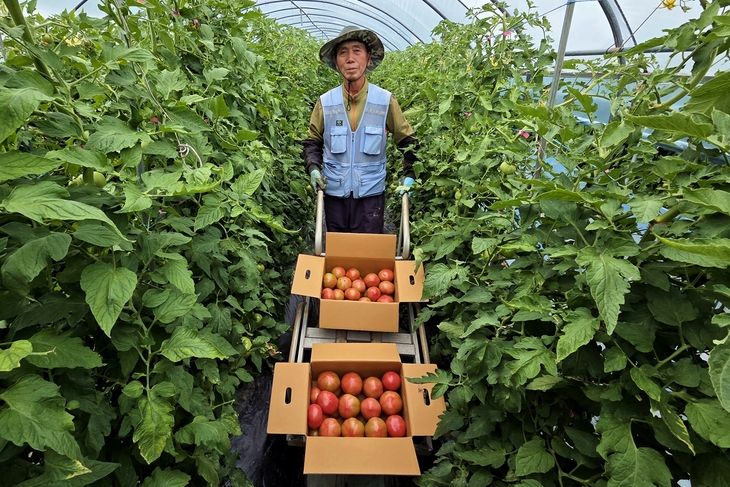 예천군 감천면 아삭하고 달콤한 돌토마토 본격 출하