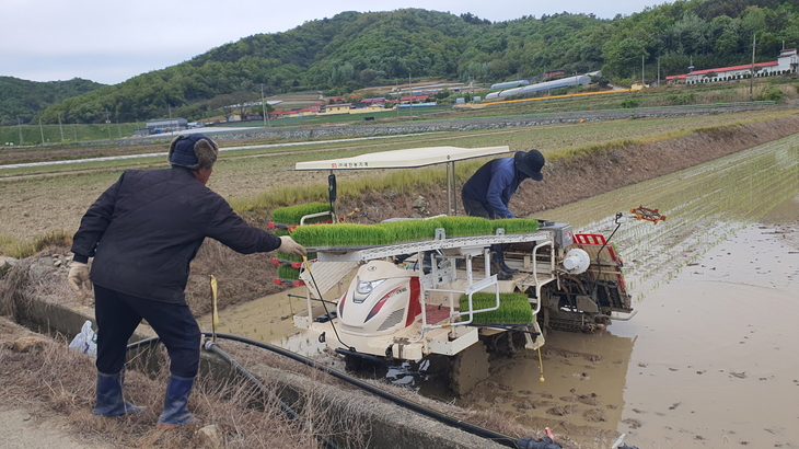 진도군, 조생종 벼 첫 모내기