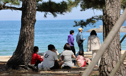 지난달 26일 강릉시 경포해변 솔숲 그늘에서 주민과 관광객이 바닷바람으로 더위를 식히고 있다. 사진= 연합뉴스
