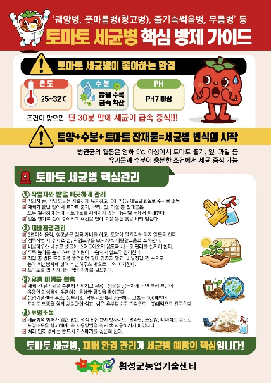 토마토 세균병 핵심 방제 가이드