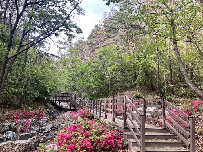 익산시, 미륵산 등산로 정비…쾌적한 숲길 조성