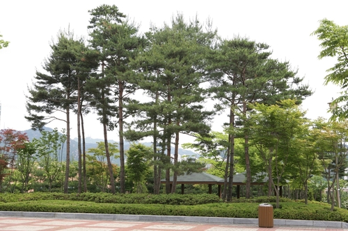 안양시 석수동 소나무
