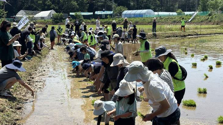 친환경 개구리논 모내기행사에 참가한 시민들이 전통 모내기 체험을 하고 있다. 제공=수원시