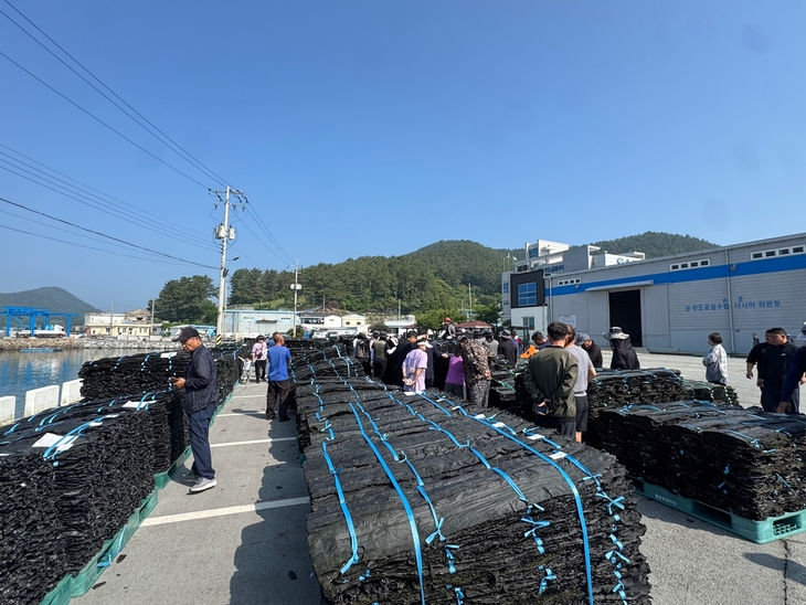 청정 바다 완도산 건다시마, 첫 위판 26톤 거래
