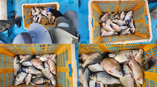 이상 증상이 나타난 소양호 붕어들