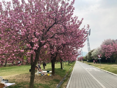 하남 미사경정공원 겹벚꽃길은 수도권 서남부 대표하는 시민 휴식처가 됐다