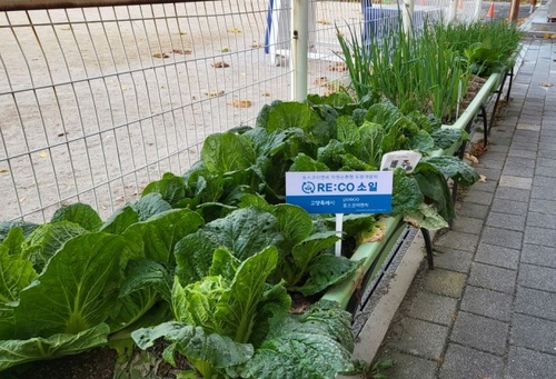 고양특례시 리코소일을 활용한 치유텃밭(화수중학교)
