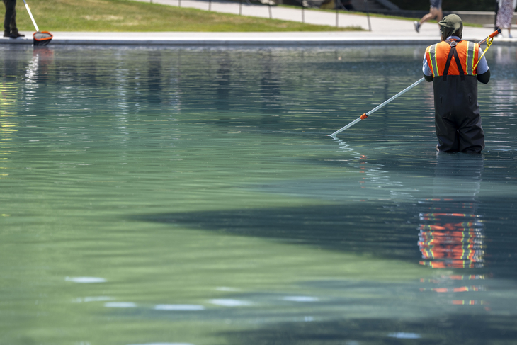 REFLECTING POOL ALGAE