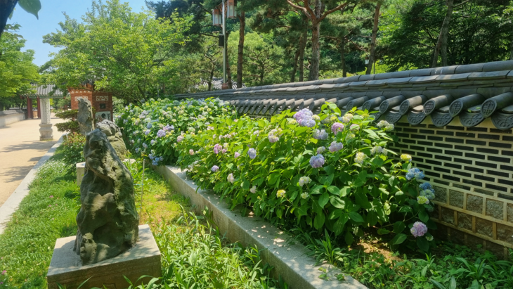 산수국이 만개한 월미공원. 제공=인천시