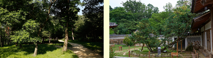 ▲'융릉~건릉 숲길'(왼쪽)은 사도세자(추존 장조의황제)가 잠든 융릉과 정조선황제가 잠든 건릉을 잇는 흙길이고, 천연기념물 '화성 융릉 개비자나