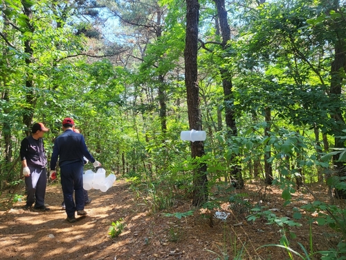 안양시 수리산 등산로에 러브버그 유인제 포집기 설치