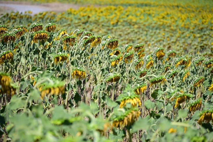 ITALY-DROUGHT-AGRICULTURE-HEATWAVE