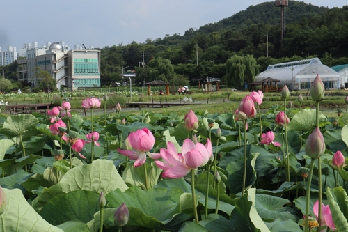 시흥시 연꽃테마파크