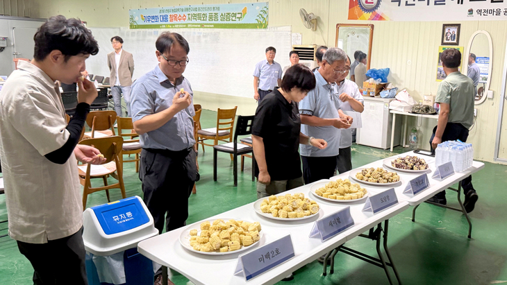 안성시농업기술센터와 경기도농업기술원 관계자, 협력 농가 등이 찰옥수수 실증연구 중간진도관리 평가회에서 품종별 식미 평가를 진행하고 있다. 제