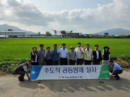 양주시 31일 벼 병해충 드론 공동방제 실시