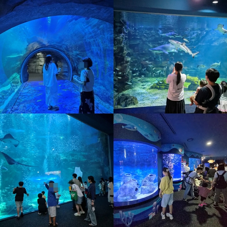 4일 오후 아쿠아플라넷 일산 2층 '더 아쿠아'에서 관람객들이 수조를 살펴보고 있다. 사진=여헌우 기자.