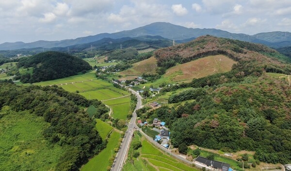 푸른빛 잃고 붉고 회색으로…충남 소나무숲 '집단 고사'