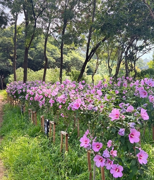 경기도 조성 무궁화동산