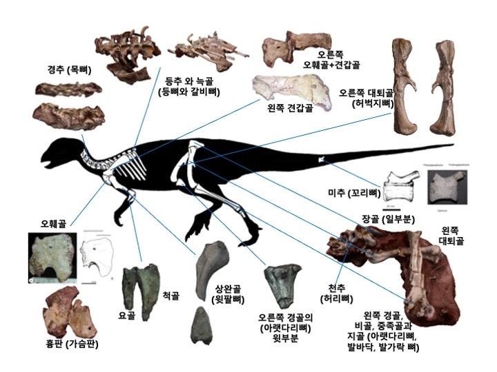 한반도 최초 조각류 공룡, 천연기념물 됐다…보성서 발견