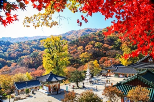 양평 용문사 단풍