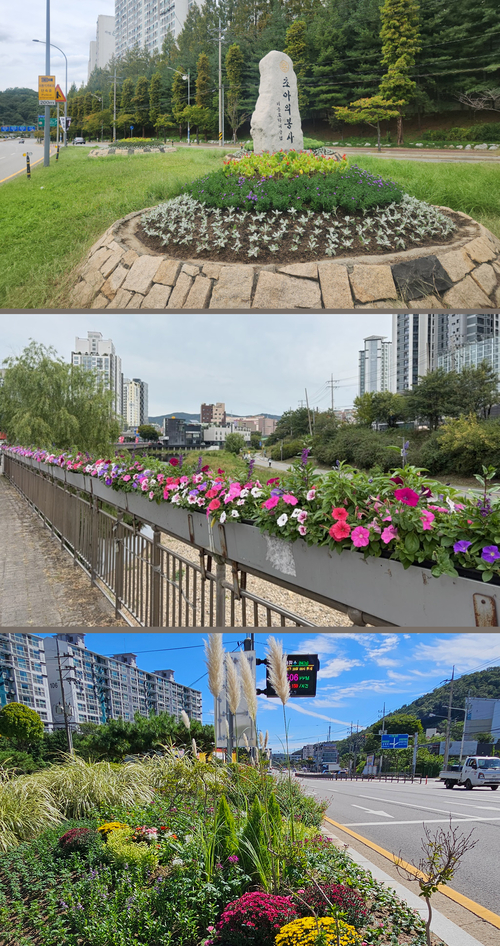 용인시가 가을을 맞아 처인구 용인교와 기흥구 구갈교사거리 교통섬, 수지구 주요 가로변 등에 계절꽃을 심어 도심 경관을 단장했다. 제공=용인시
