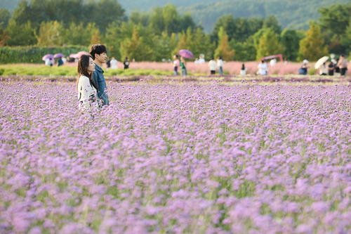 천일홍 가득 추석 연휴 양주나리농원