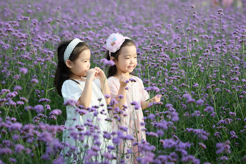 천일홍 가득 추석 연휴 양주나리농원