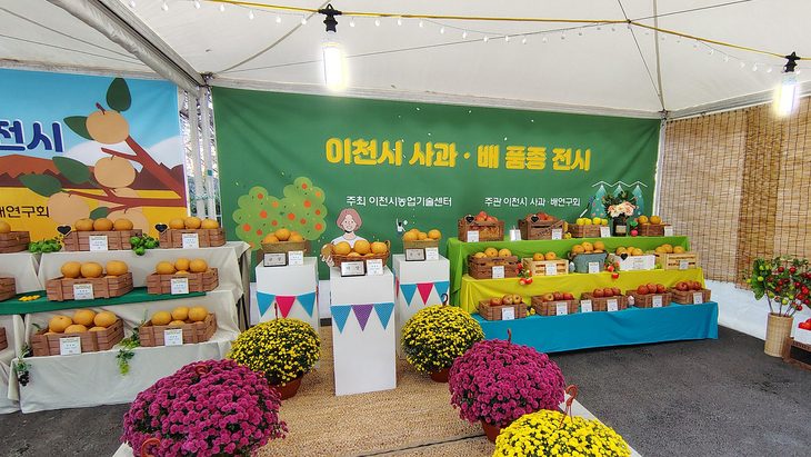 이천시가 2025년 개최한 사과·배 품평·전시회에서 지역 농업인들이 생산한 사과와 배를 품종별로 전시하고 있다. 제공=이천시