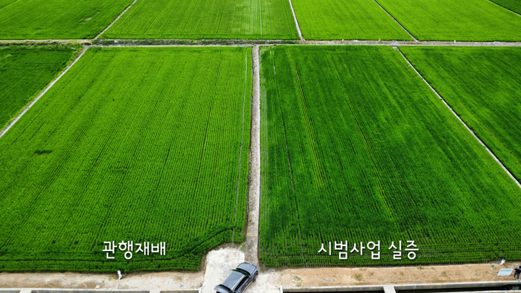 평택시 포승읍 홍원리 시범 농가 논에서 관행재배 구역(왼쪽)과 탄소 감축 논 깊이비료주기 시범사업 실증 구역(오른쪽)의 생육 상태를 항공 촬영으로 