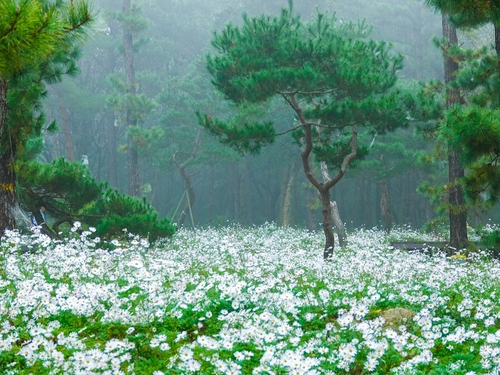 파주시 율곡수목원 구절초