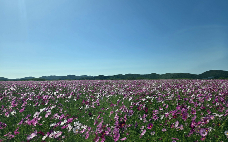 인천시 옹진군 백령면 진촌지구 간척지에 활짝 핀 코스모스가 푸른 하늘 아래 넓게 펼쳐져 있다. 제공=옹진군