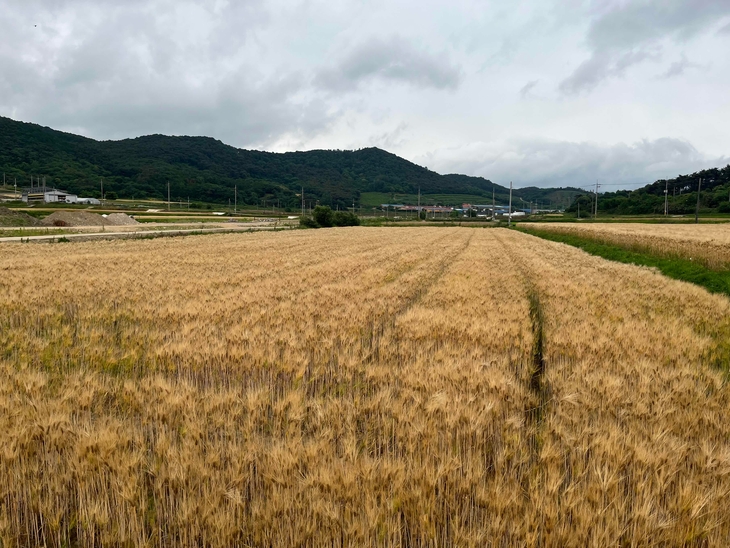 영광군, 보리산업 육성에 10억 원 투입