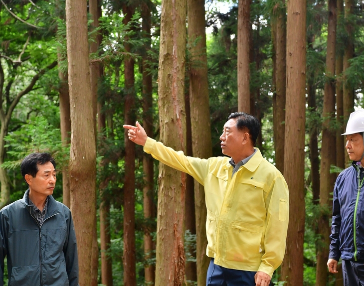 장성군, 재선충병 확산에 산림 수종 바꾼다