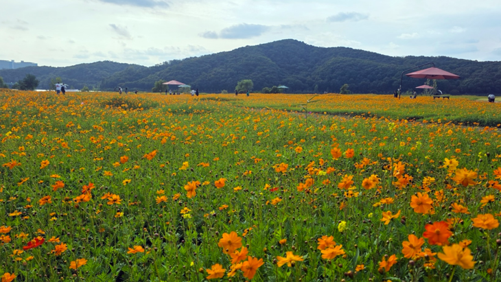 용인시 기흥구 공세동 기흥호수공원에 조성된 황화코스모스 꽃밭이 주황빛으로 물들어 가을 풍경을 연출하고 있다. 제공=용인시