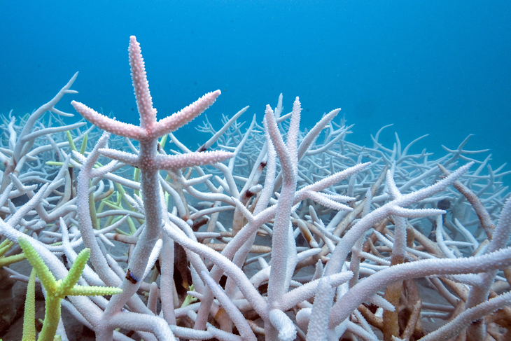 CLIMATE-COP31/EVENT-ROCKSTROM