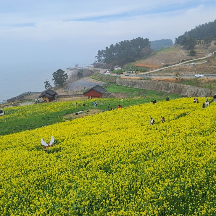영광 백수해안도로, 봄 맞이 유채꽃밭 조성