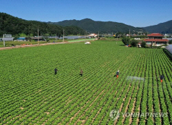기후변화에 적정 재배지 바뀐다…농식품부, 채소류 주산지 지정기준 개정
