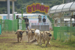 진도군, 오는 4일 ‘진도개 Dog스포츠’ 개최