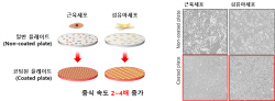 의성군, 근육세포 고속 배양 기술개발 성공