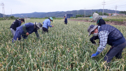 의성군, ‘2023 두 달 살아보기 참가자’ 모집...‘농사기술 배우고 농촌문화 체험’