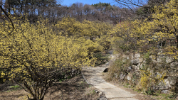 봉화 띠띠미마을, 산수유 노란 자태 뽐내며 상춘객들 유혹