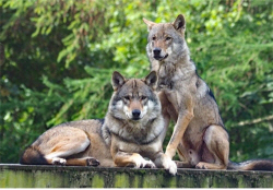 대장 죽음 슬퍼한 늑대들...英 동물원 “다 같이 안락사”