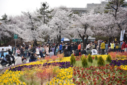 경기도, 경기도청 봄꽃축제 4월 7~9일 개최...4년 만에 주변 상권과 함께 ‘활짝’